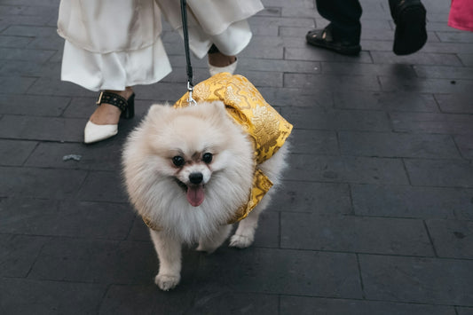 furred white dog