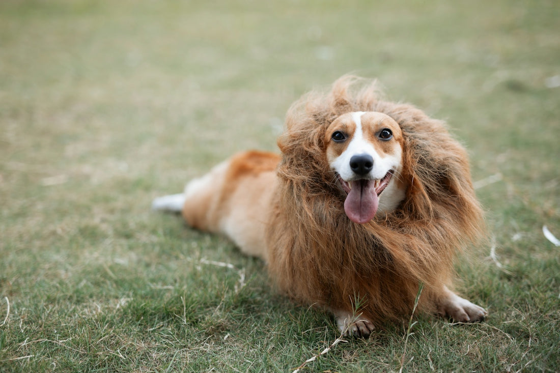 brown and white long coated dog on green grass field during daytime