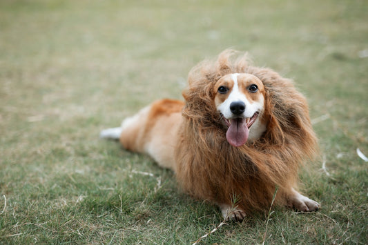 brown and white long coated dog on green grass field during daytime