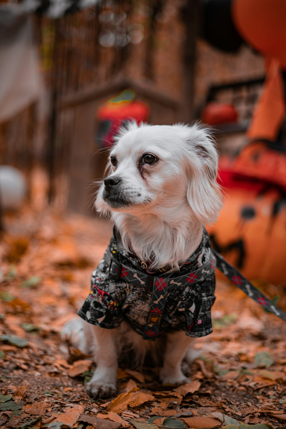 a small white dog sitting on top of leaves