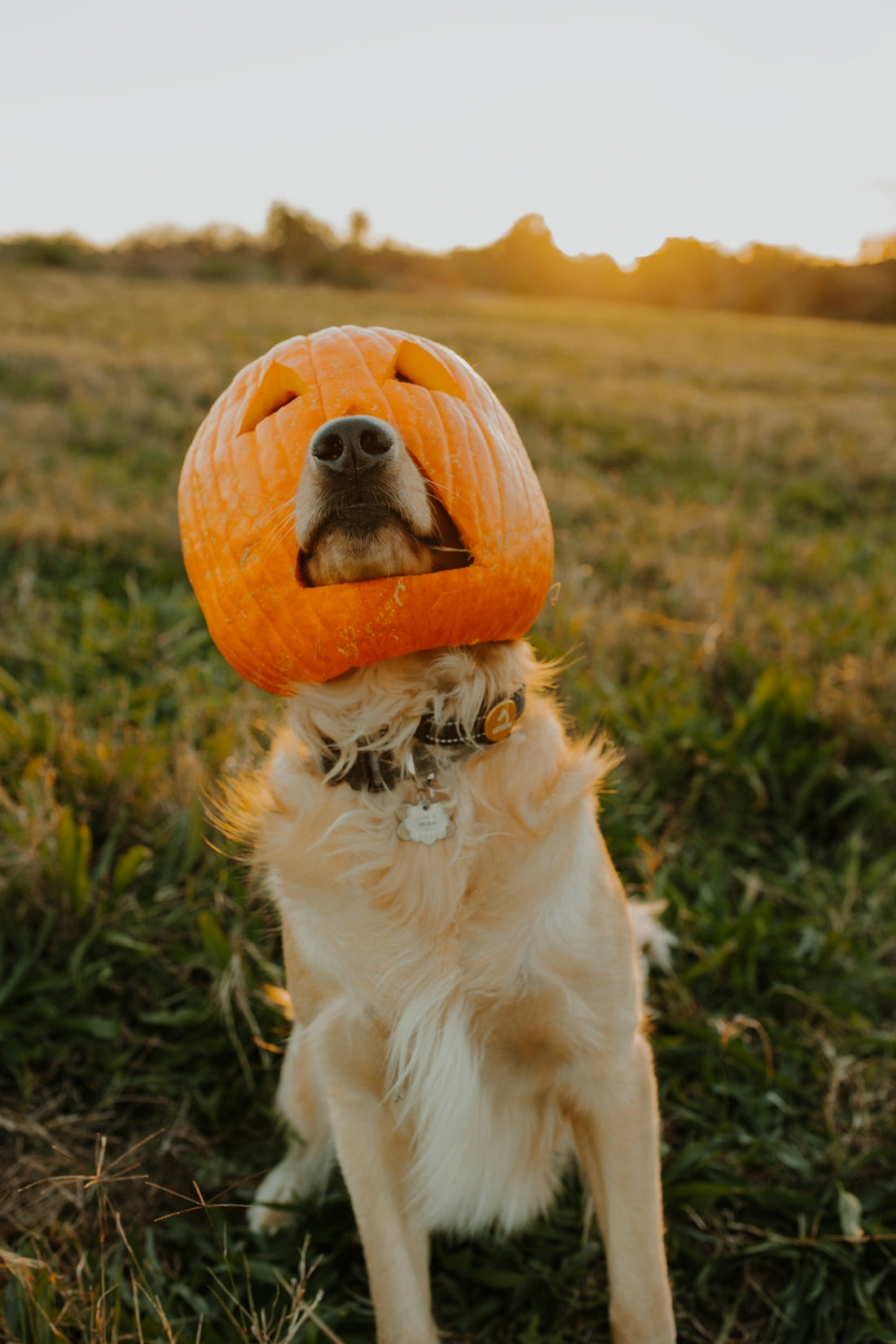 a dog with a pumpkin on its head