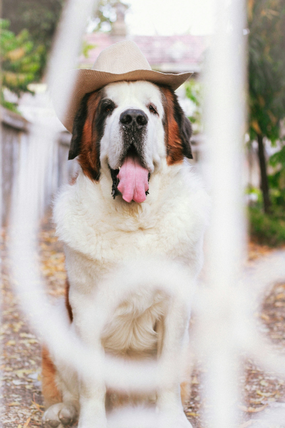a dog wearing a hat