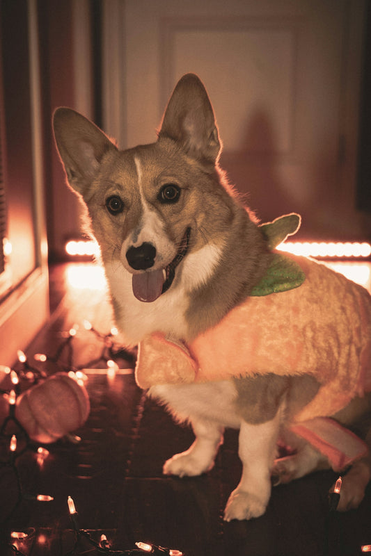 a dog wearing a garment