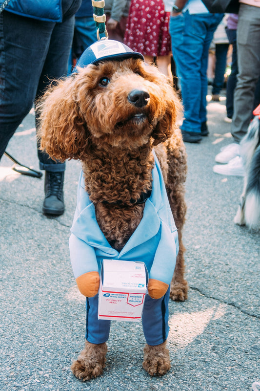 a brown dog wearing a blue shirt and hat