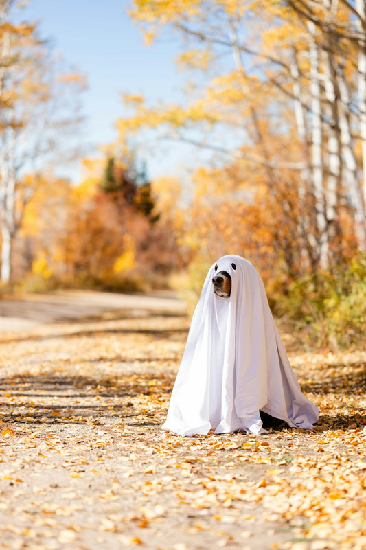 a dog dressed up in a ghost costume