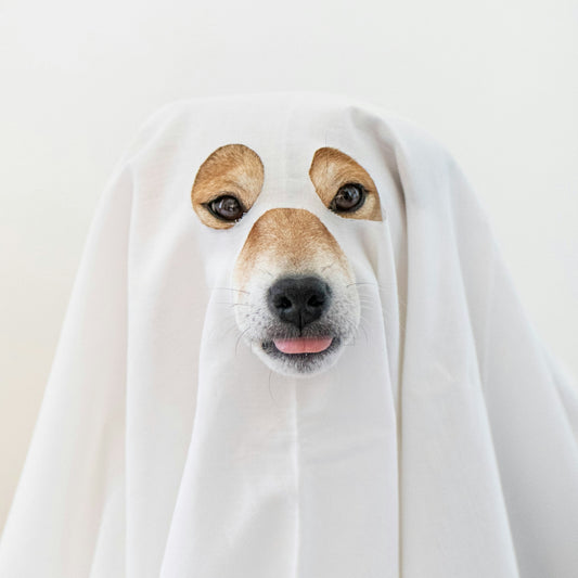 a dog wearing a white cloth covering its face