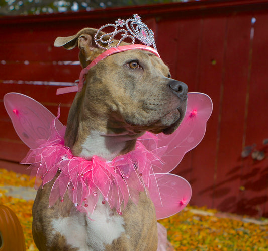 a dog wearing a pink fairy costume with a tiara
