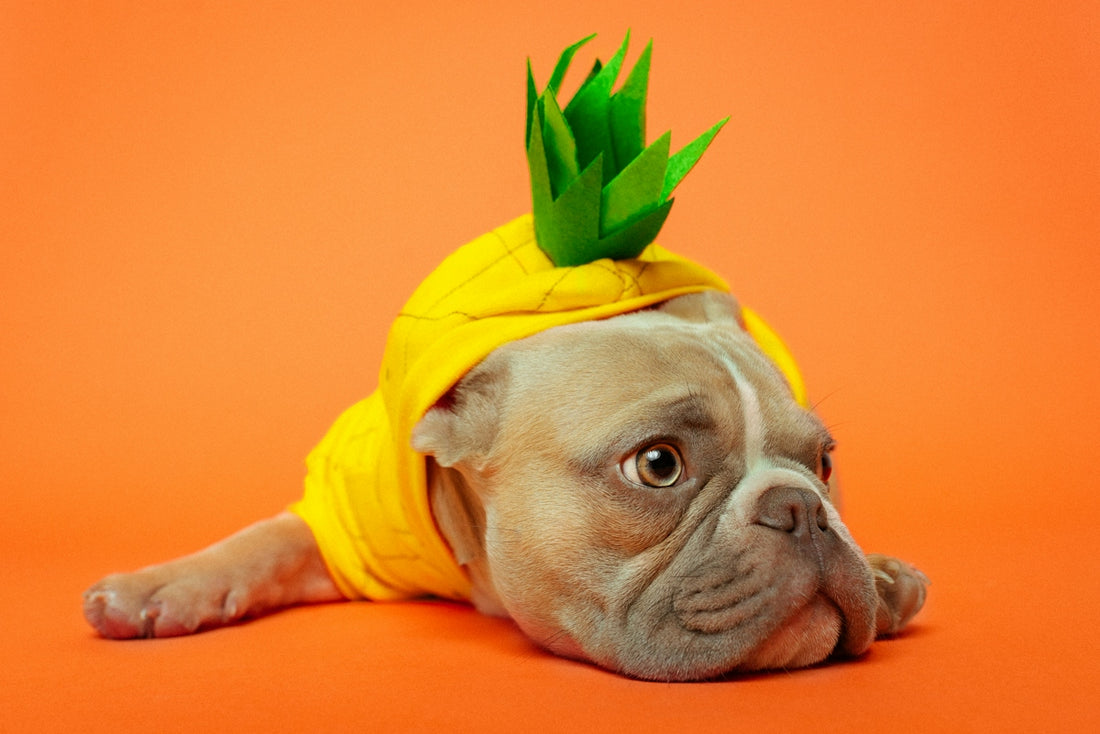 A dog wearing a yellow hat with a green leaf on top of it