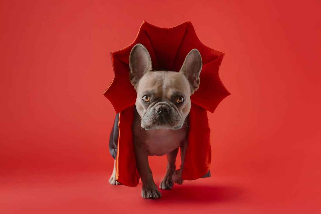 A small dog with a red cape on its head