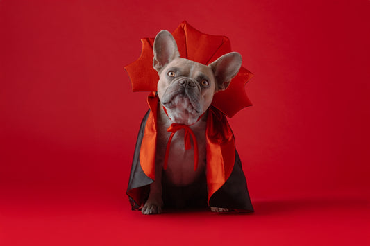 A dog dressed in a costume on a red background