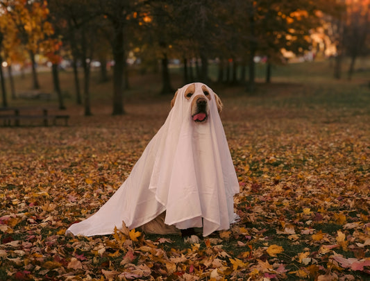 A dog dressed up in a ghost costume