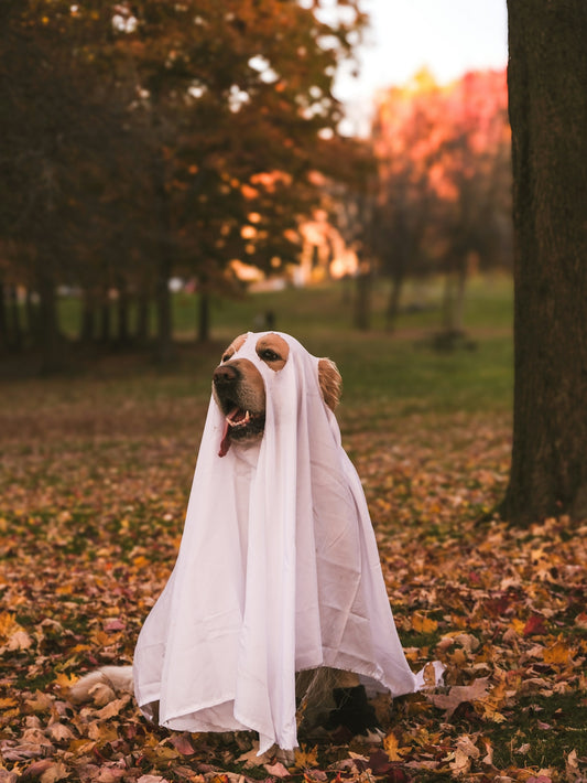 A dog dressed up in a ghost costume