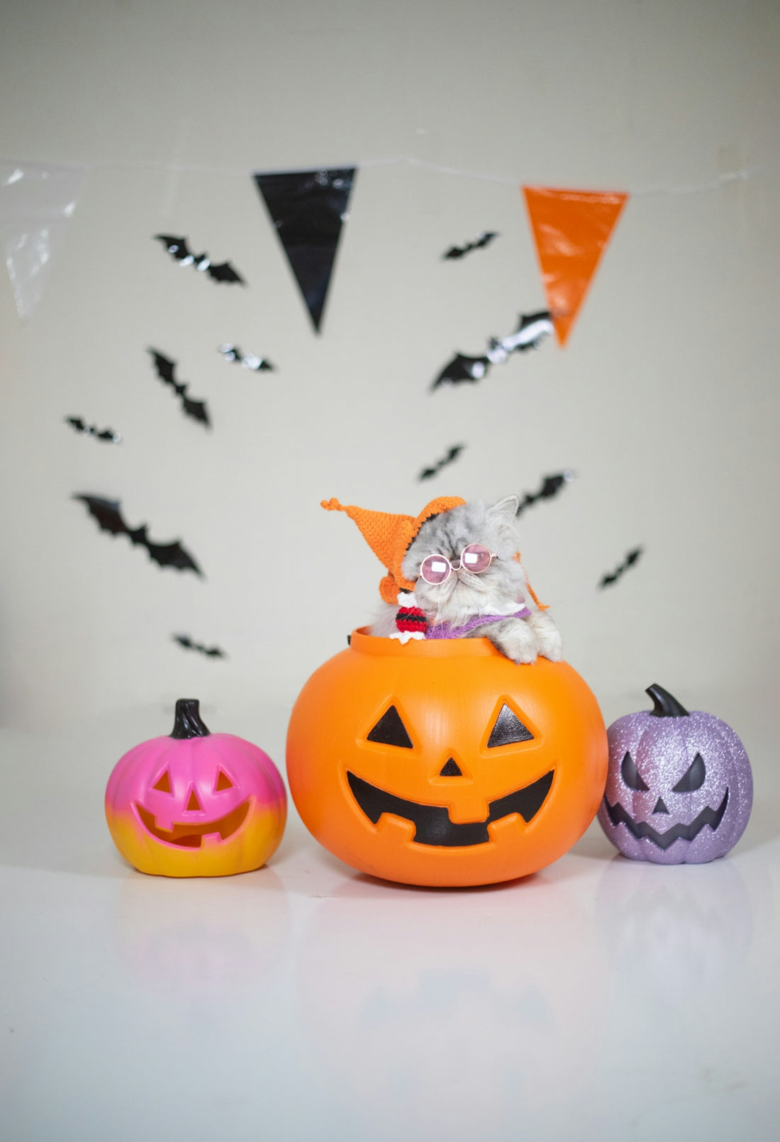 Cat in halloween costume sits in pumpkin