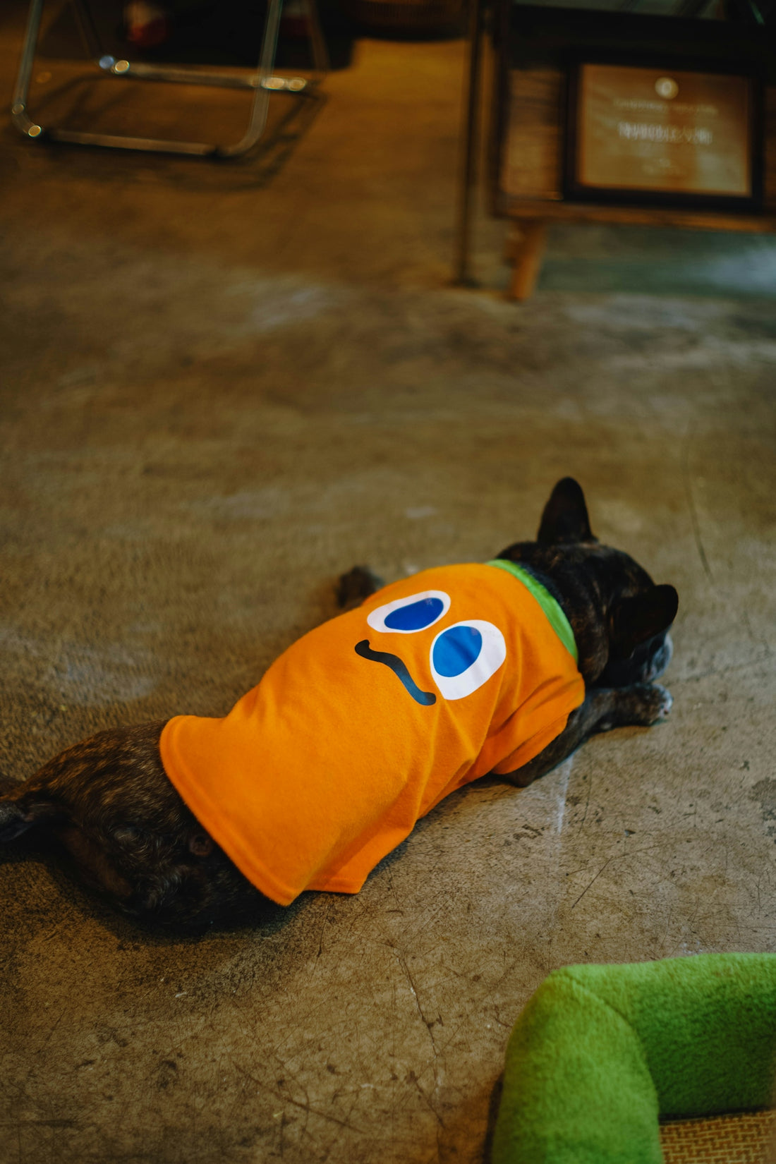 French bulldog wearing a cute orange carrot costume