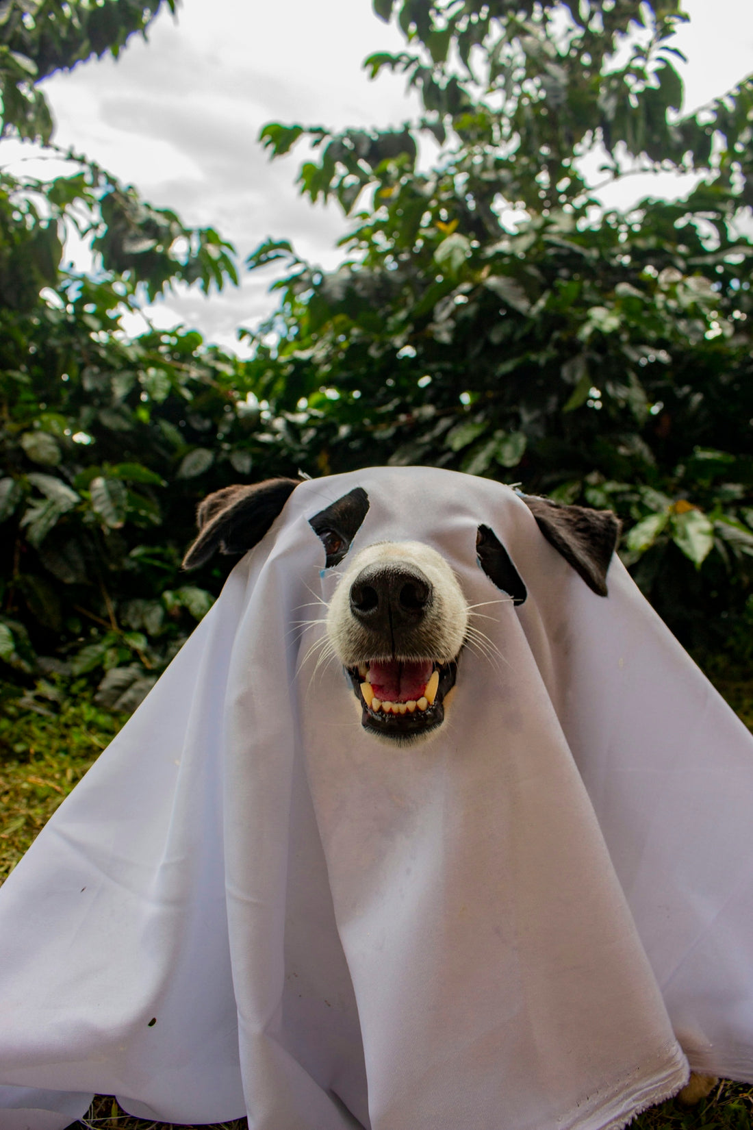 Dog wearing a white sheet as a ghost costume