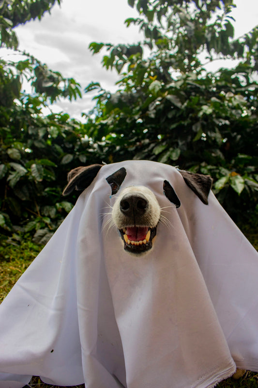 Dog wearing a white sheet as a ghost costume