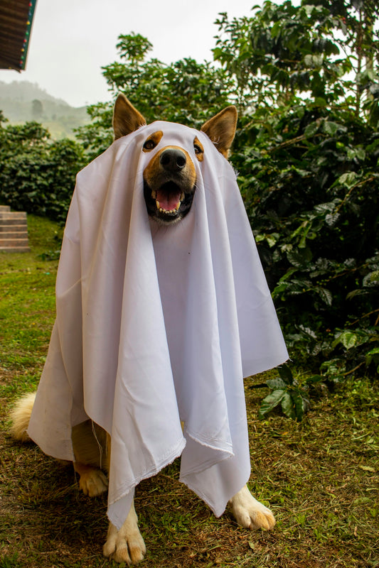 A happy dog dressed as a ghost in the garden