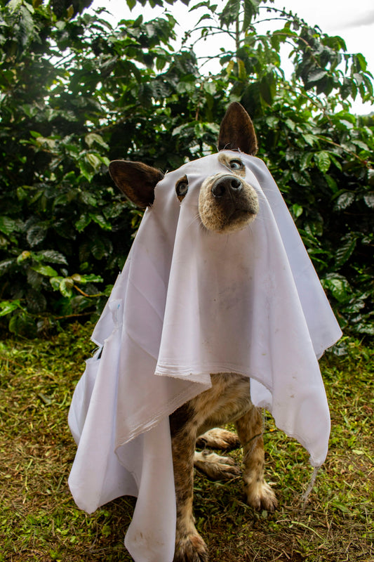 A dog dressed as a ghost outdoors