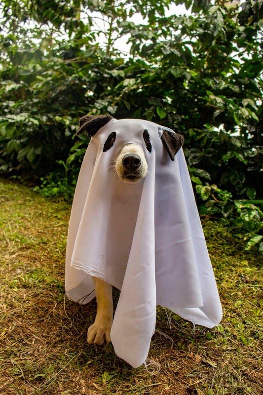 A dog dressed in a white ghost costume outdoors