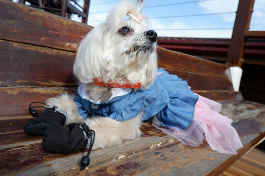 A small white dog wearing a denim dress and black booties on a wooden bench